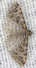 Alucita montana