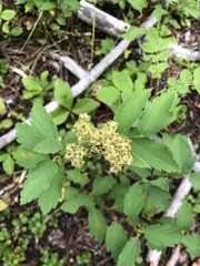 Spiraea betulifolia