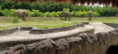 Elephantidae