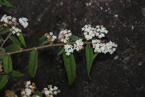 Image of Commersonia dasyphylla by (c) Greg Tasney, some rights reserved (CC BY-SA)