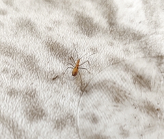 Zelus longipes