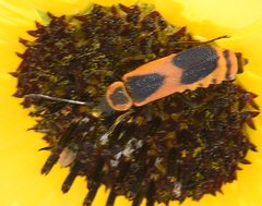 Chauliognathus basalis