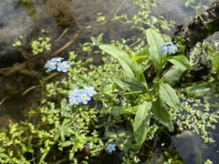 Myosotis scorpioides