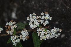 Commersonia dasyphylla
