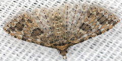 Alucita montana