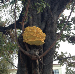 Laetiporus gilbertsonii