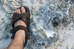 Pseudodiploria clivosa