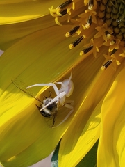 Misumena vatia