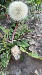 Taraxacum erythrospermum