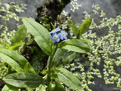 Myosotis scorpioides
