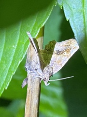 Pangrapta decoralis