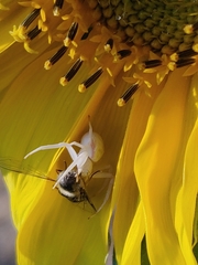 Misumena vatia