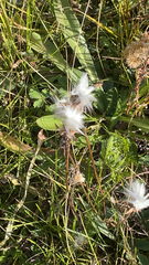 Eriophorum angustifolium