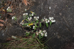 Commersonia dasyphylla