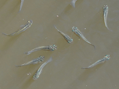 Poecilia latipinna