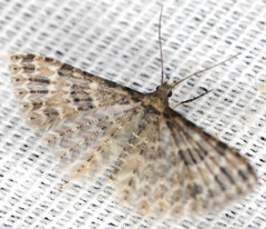 Alucita montana