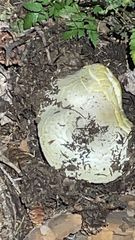 Amanita phalloides