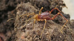 Pachyloides thorellii