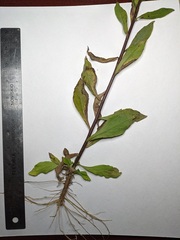 Solidago hispida huronensis