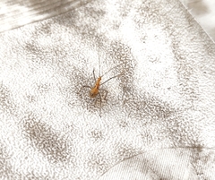 Zelus longipes
