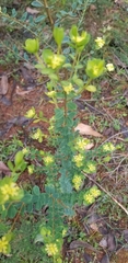 Pimelea flava