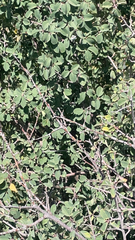 Amelanchier utahensis