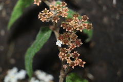 Commersonia dasyphylla