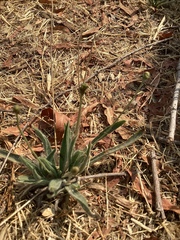 Plantago