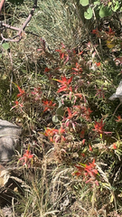 Castilleja tenuiflora