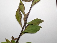 Solidago hispida huronensis