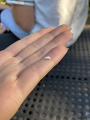 Cryptolaemus montrouzieri