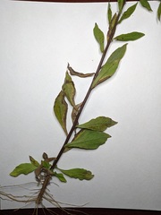 Solidago hispida huronensis