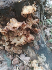 Phaeotremella foliacea