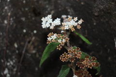 Commersonia dasyphylla