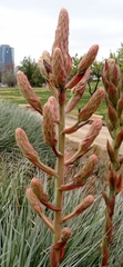Puya