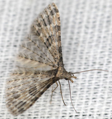 Alucita montana