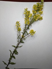 Solidago hispida huronensis