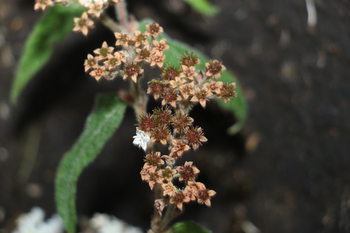 Image of Commersonia dasyphylla by (c) Greg Tasney, some rights reserved (CC BY-SA)