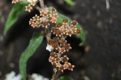 Commersonia dasyphylla