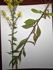 Solidago hispida huronensis