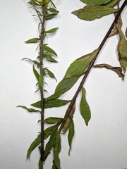 Solidago hispida huronensis