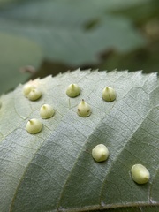 Caryomyia sanguinolenta