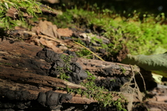 Hypoxylaceae