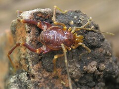 Pachyloides thorellii