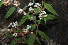 Commersonia dasyphylla