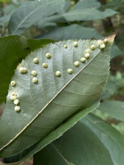 Caryomyia sanguinolenta