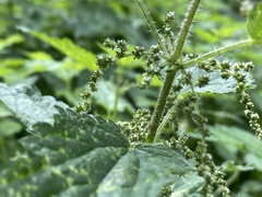 Urtica dioica