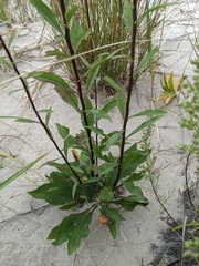 Solidago hispida huronensis