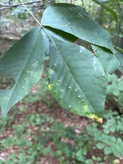 Caryomyia sanguinolenta