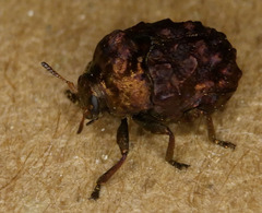 Neochlamisus bebbianae